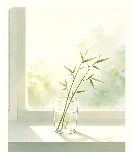 文竹新芽